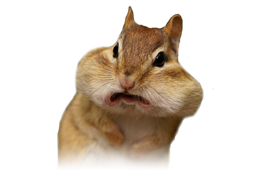 image of very shocked squirrel